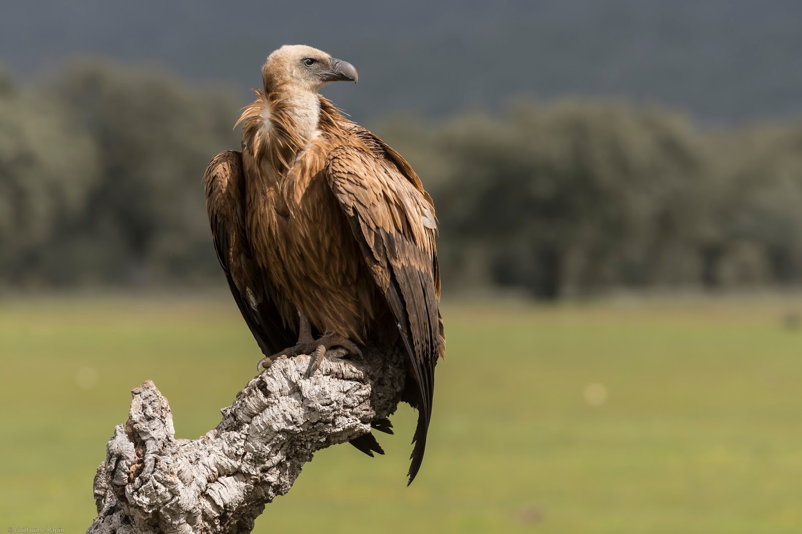 V comme vautour fauve